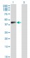 EMILIN1 Antibody (monoclonal) (M01)